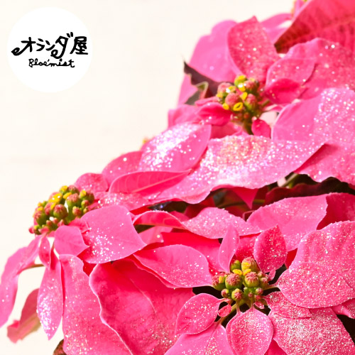 オランダ屋 ブルーミストのプリンセチアのイメージ画像