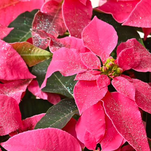 オランダ屋 ブルーミストのプリンセチアのイメージ画像