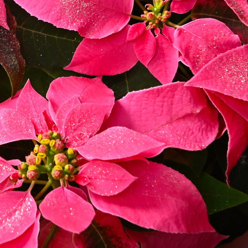 オランダ屋 ブルーミストのプリンセチアのイメージ画像